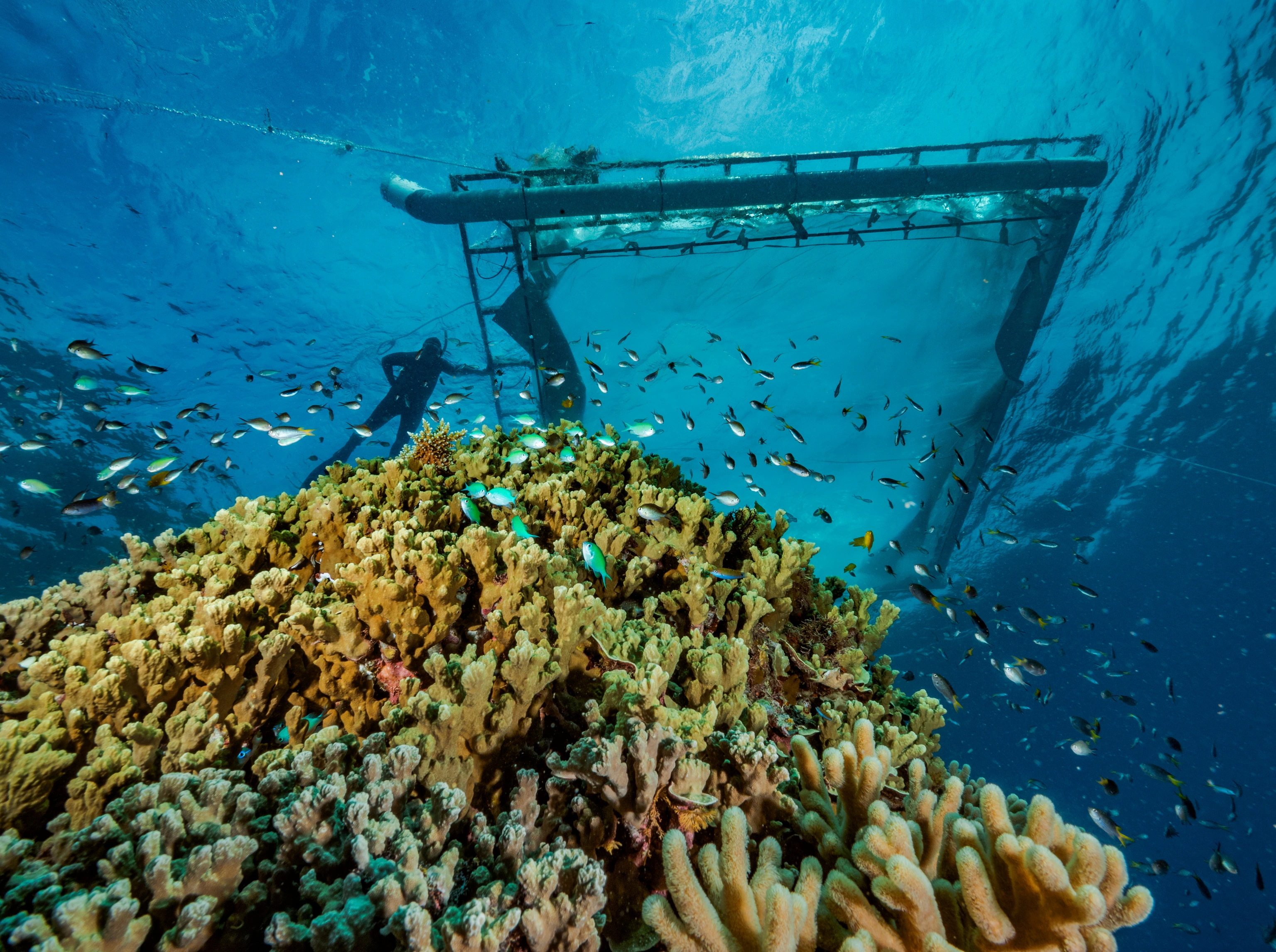 Moore Reef Coral Lagoon