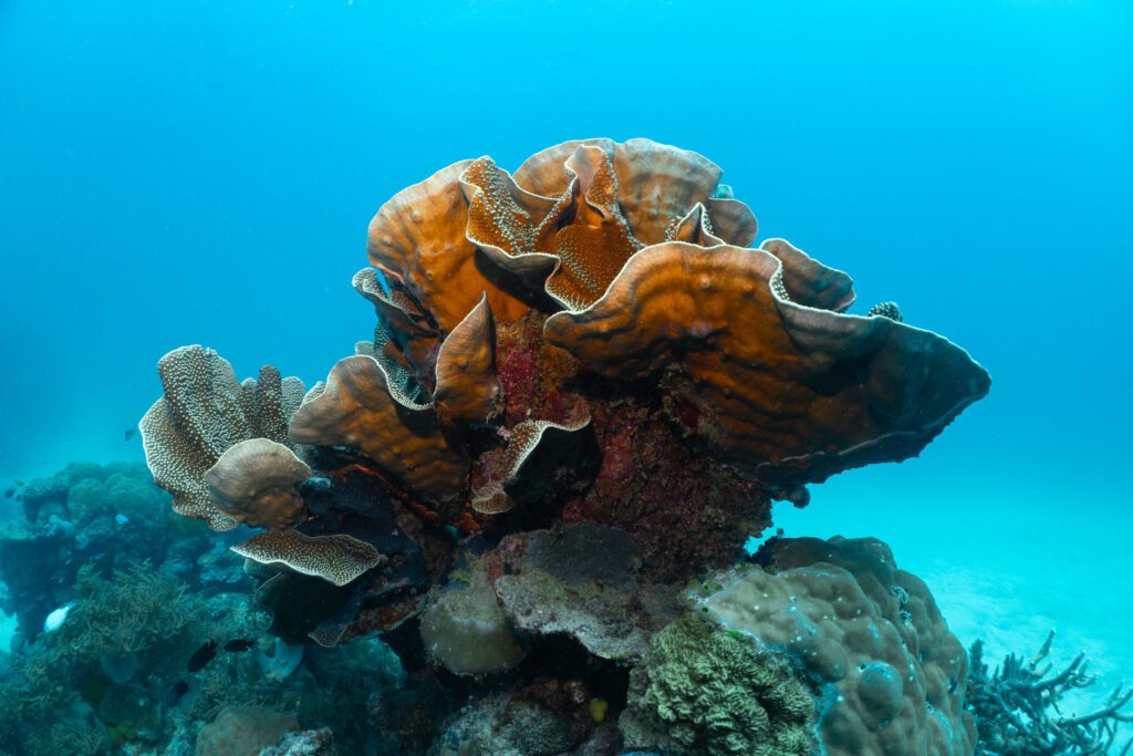 Saxon Reef Coral Canyons