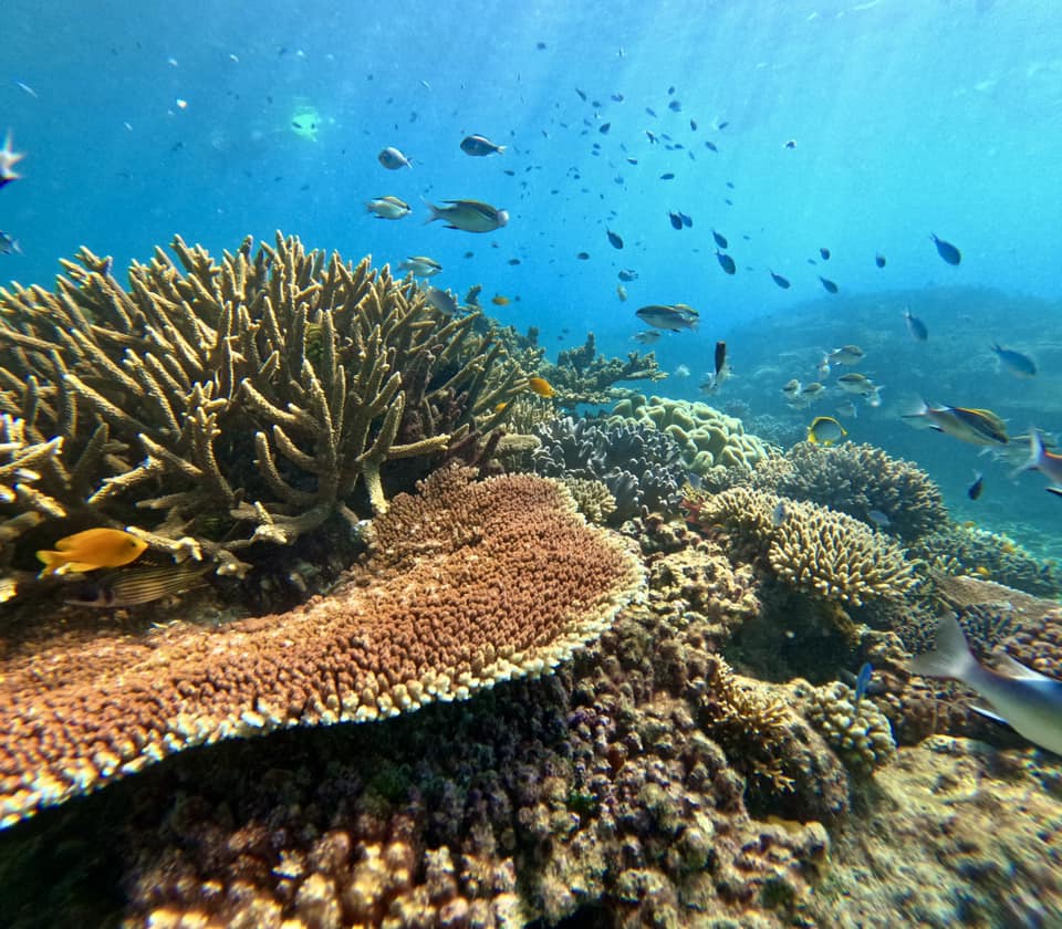 Upolu Reef Bommies