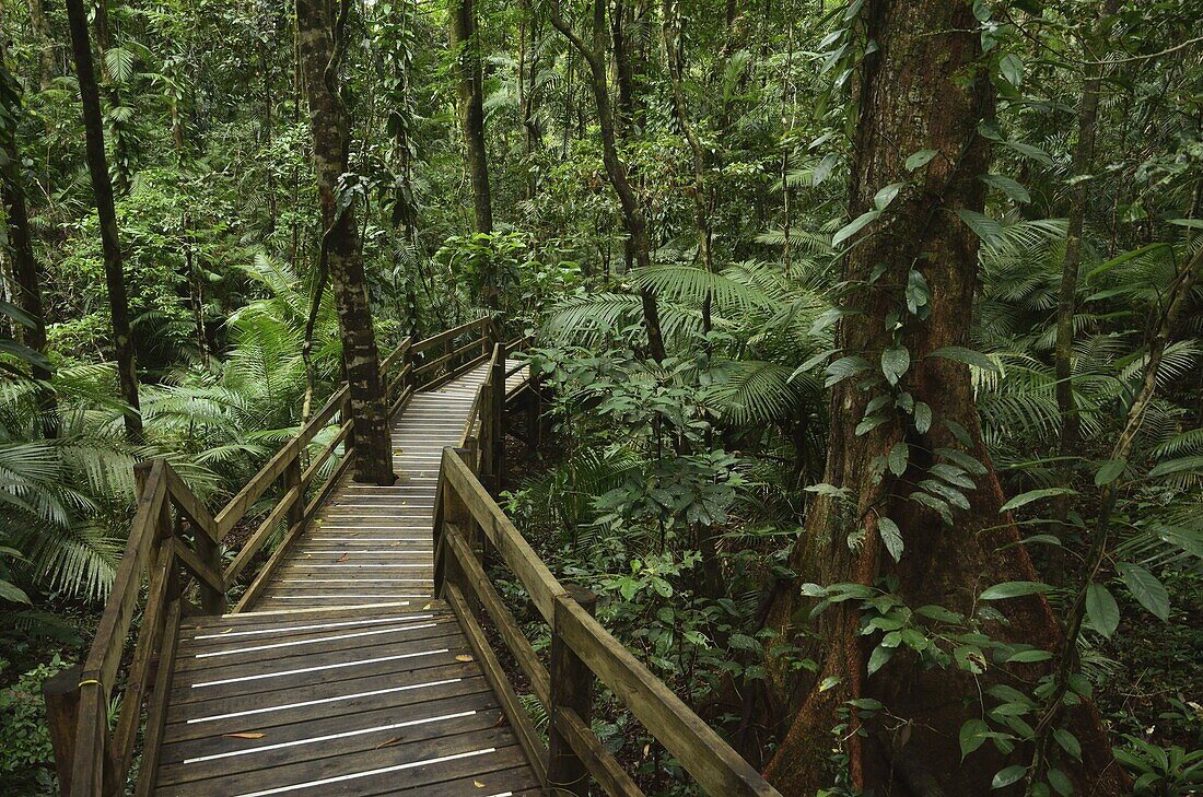 Rainforest Boardwalk