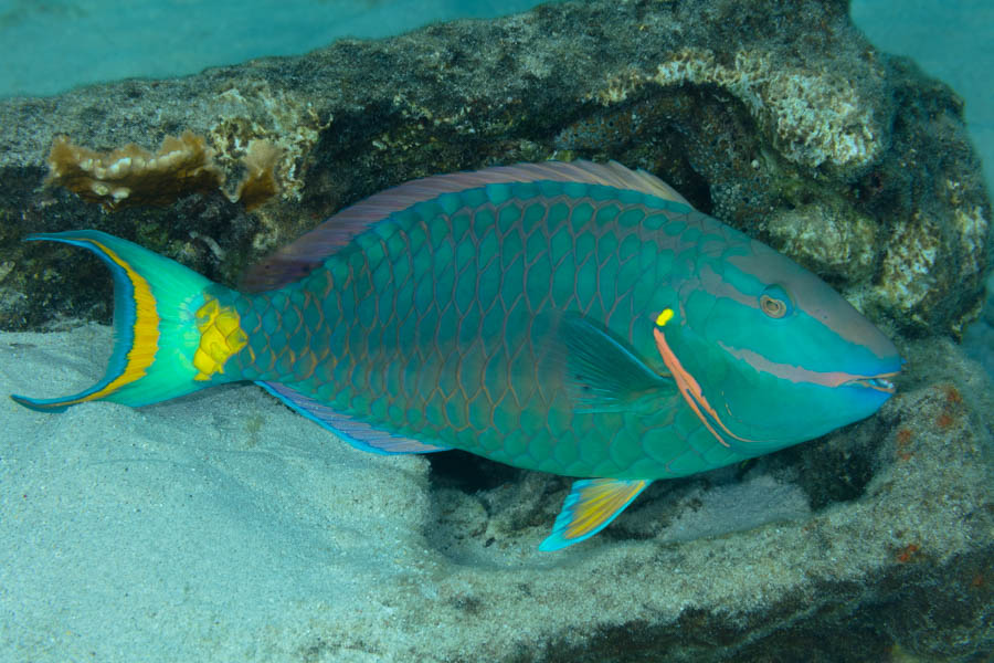 Central Reef Stretch (near Calle Luis Morote)