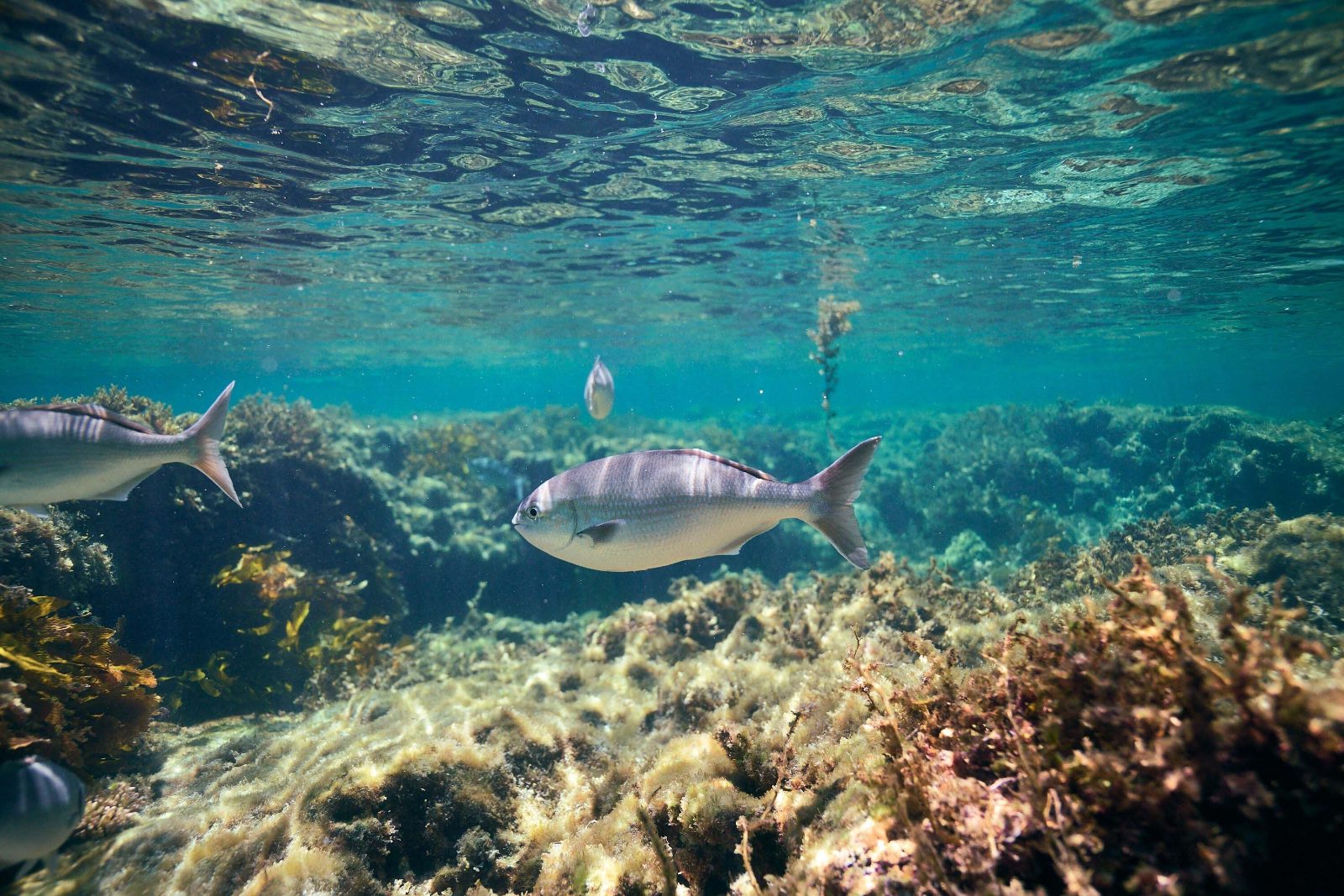 Marine Life