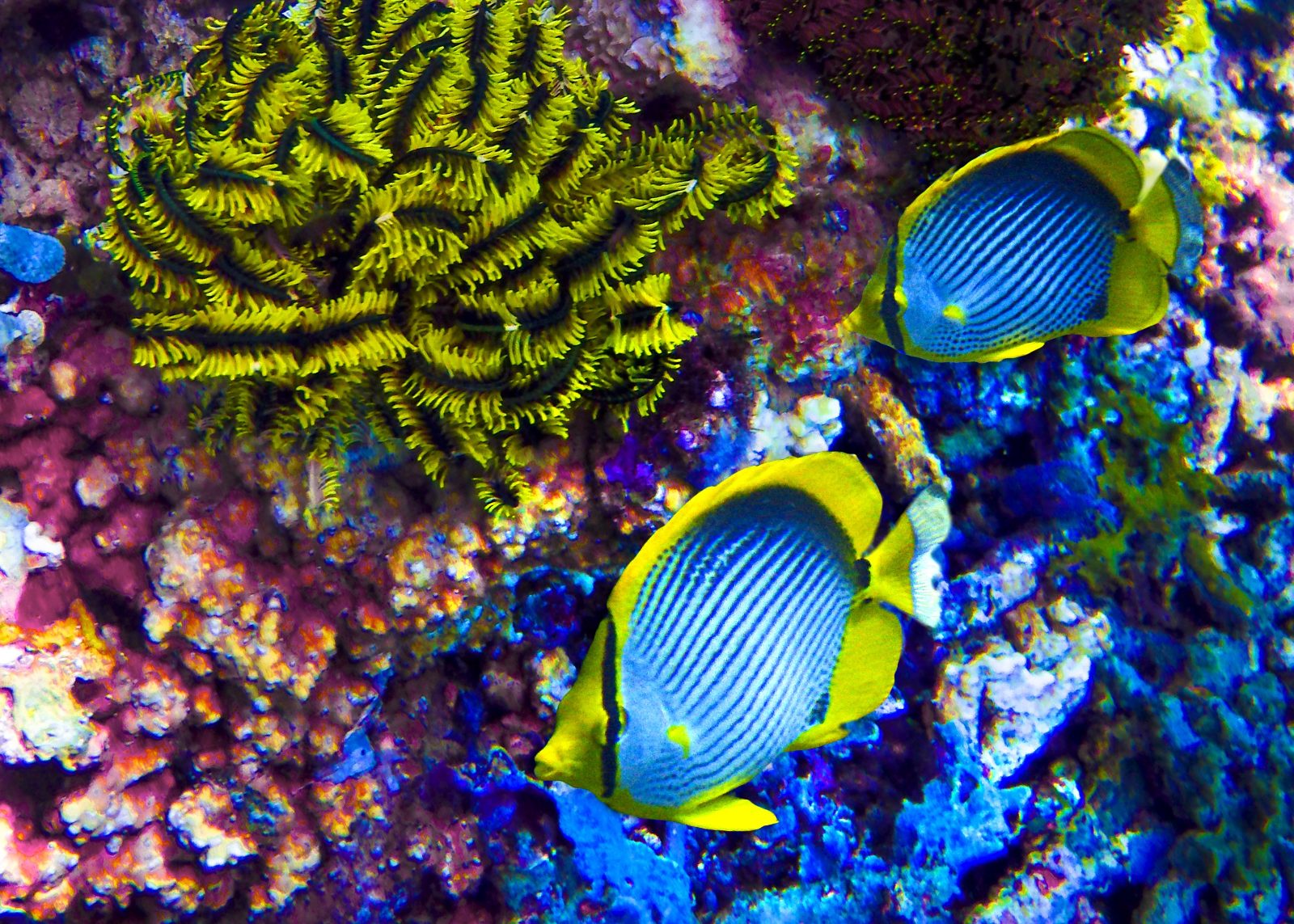 Atlantic Marine Life