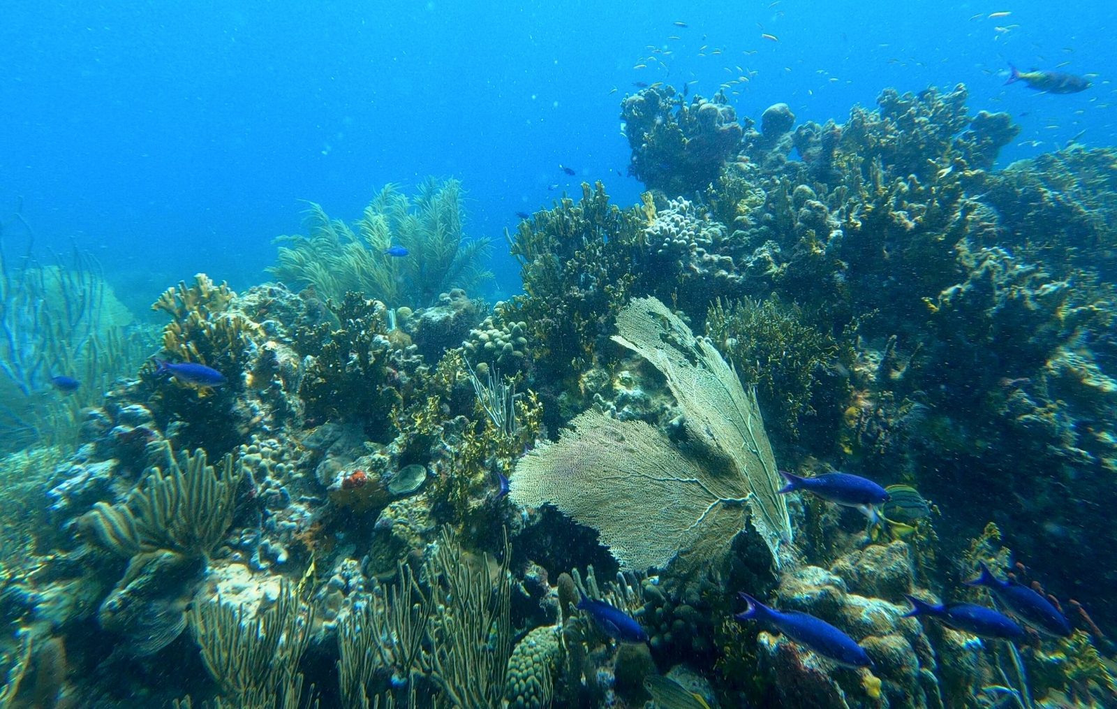 Carlos Rosario Reef