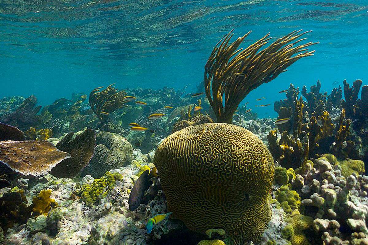 Culebrita Reef