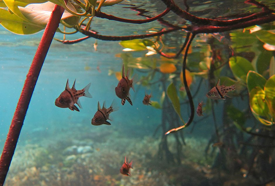 Mangrove Hol Chan Edge
