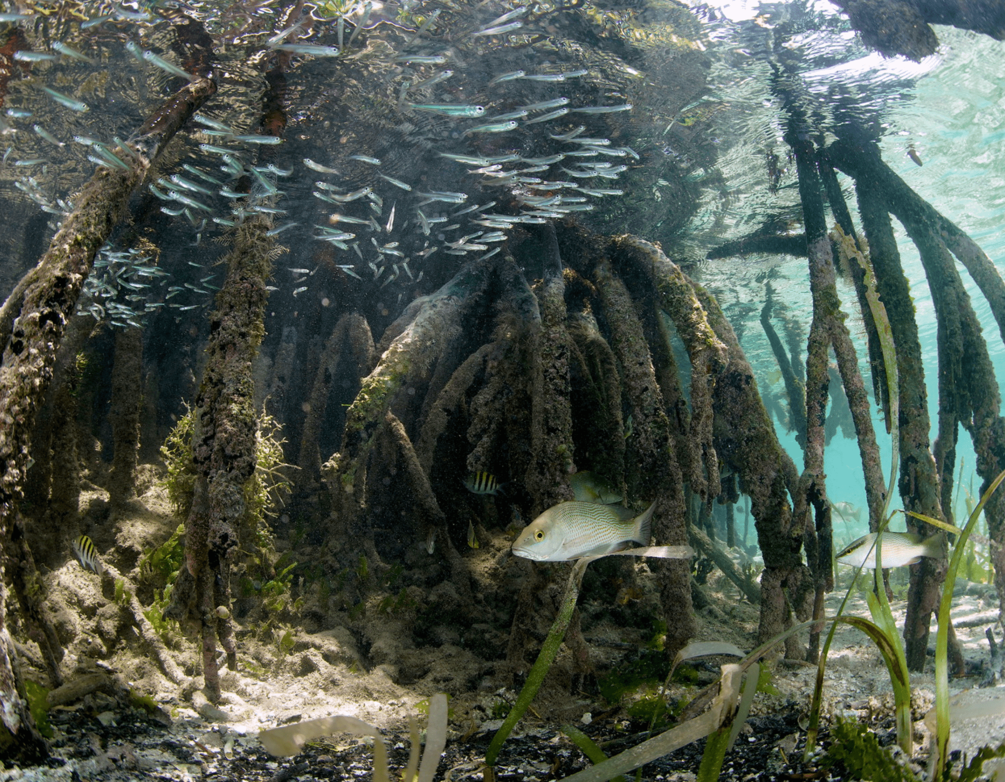 Mangrove Nursery Zone