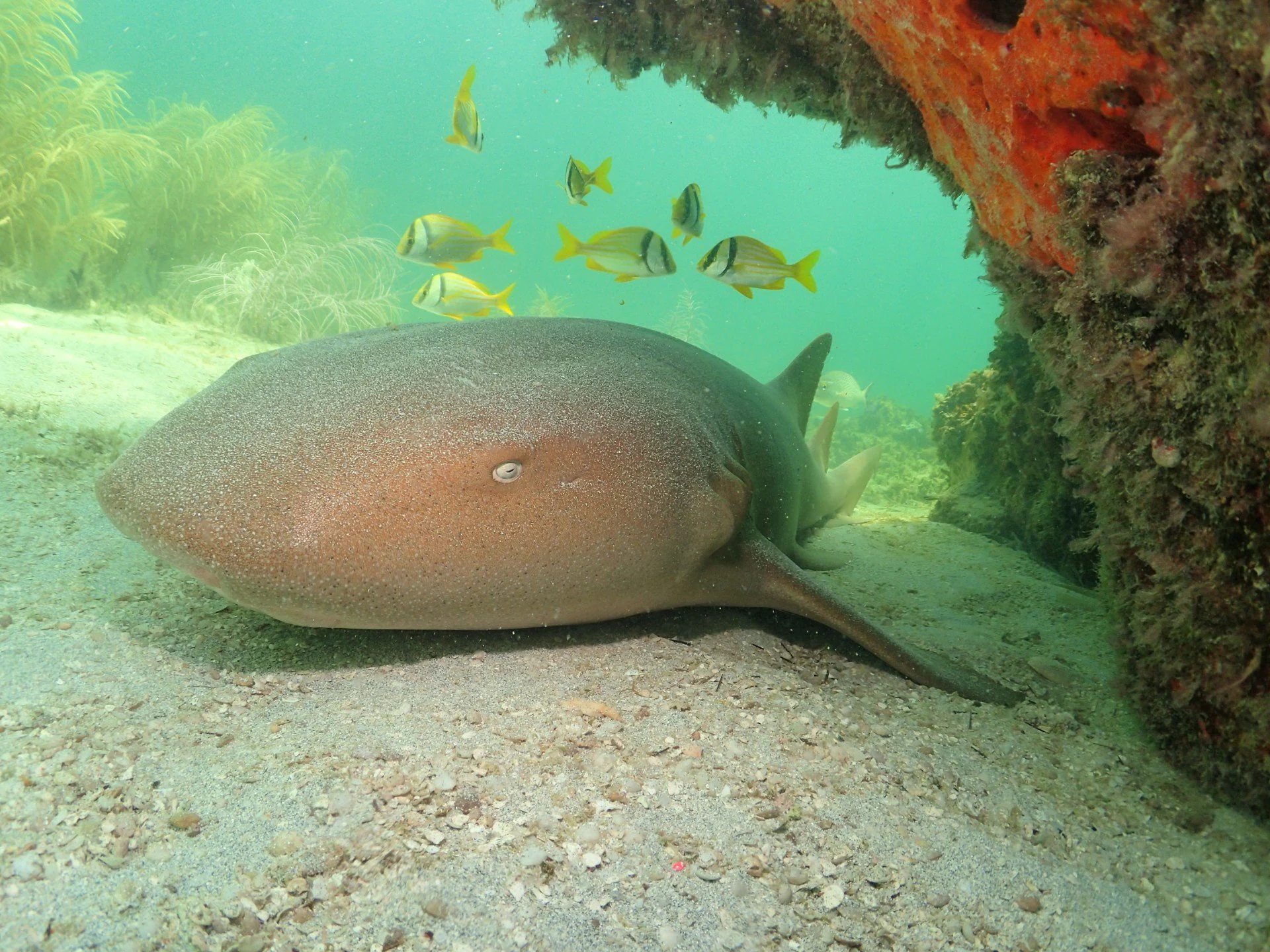 Snorkeling in Belize Barrier Reef