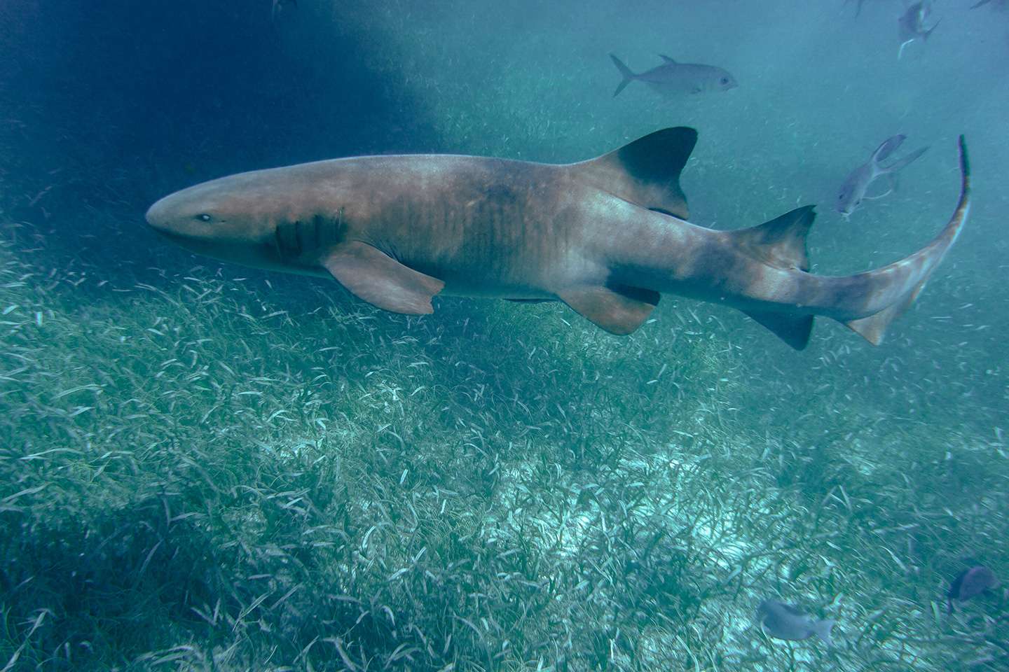 Second snorkel session