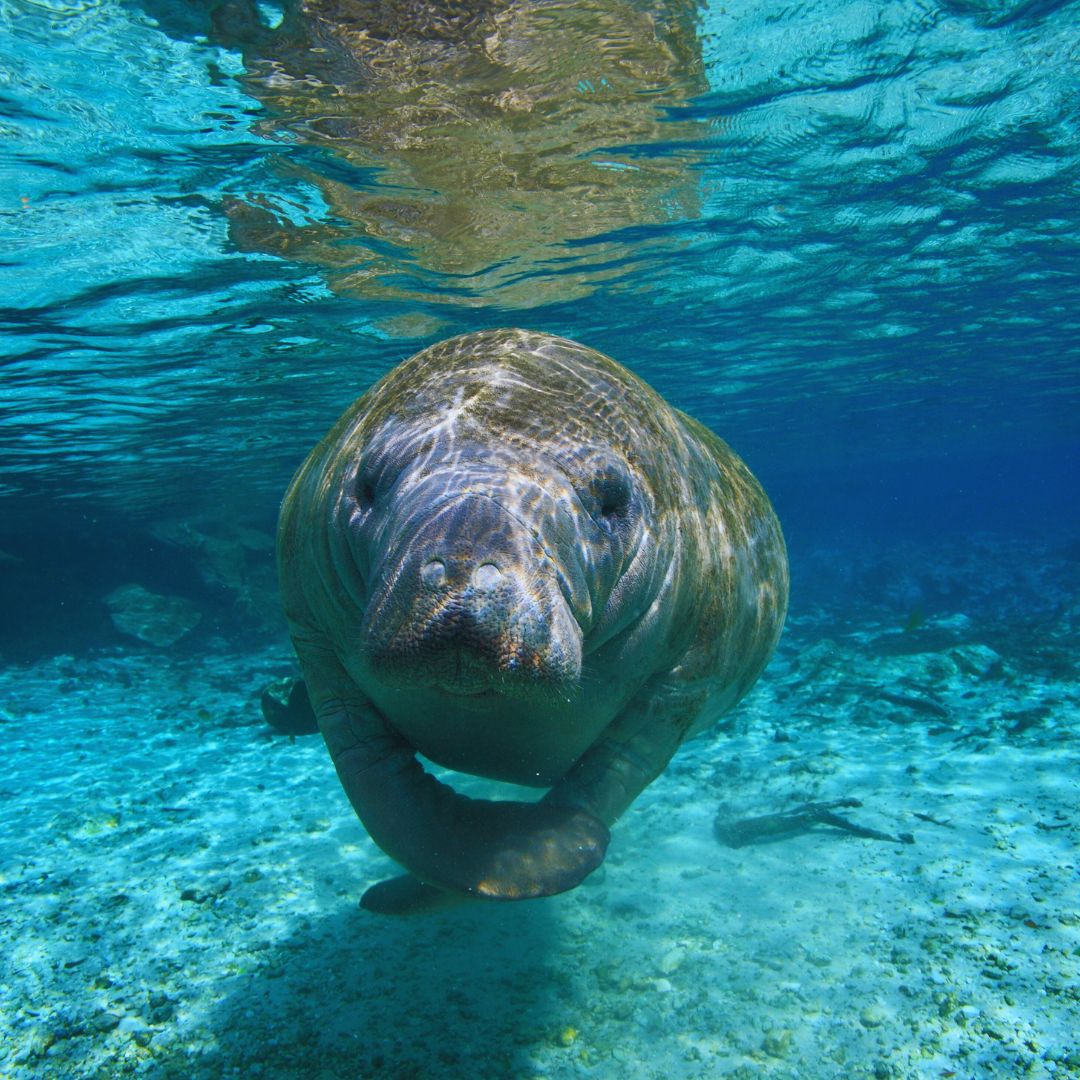 Placencia Lagoon manatee zone