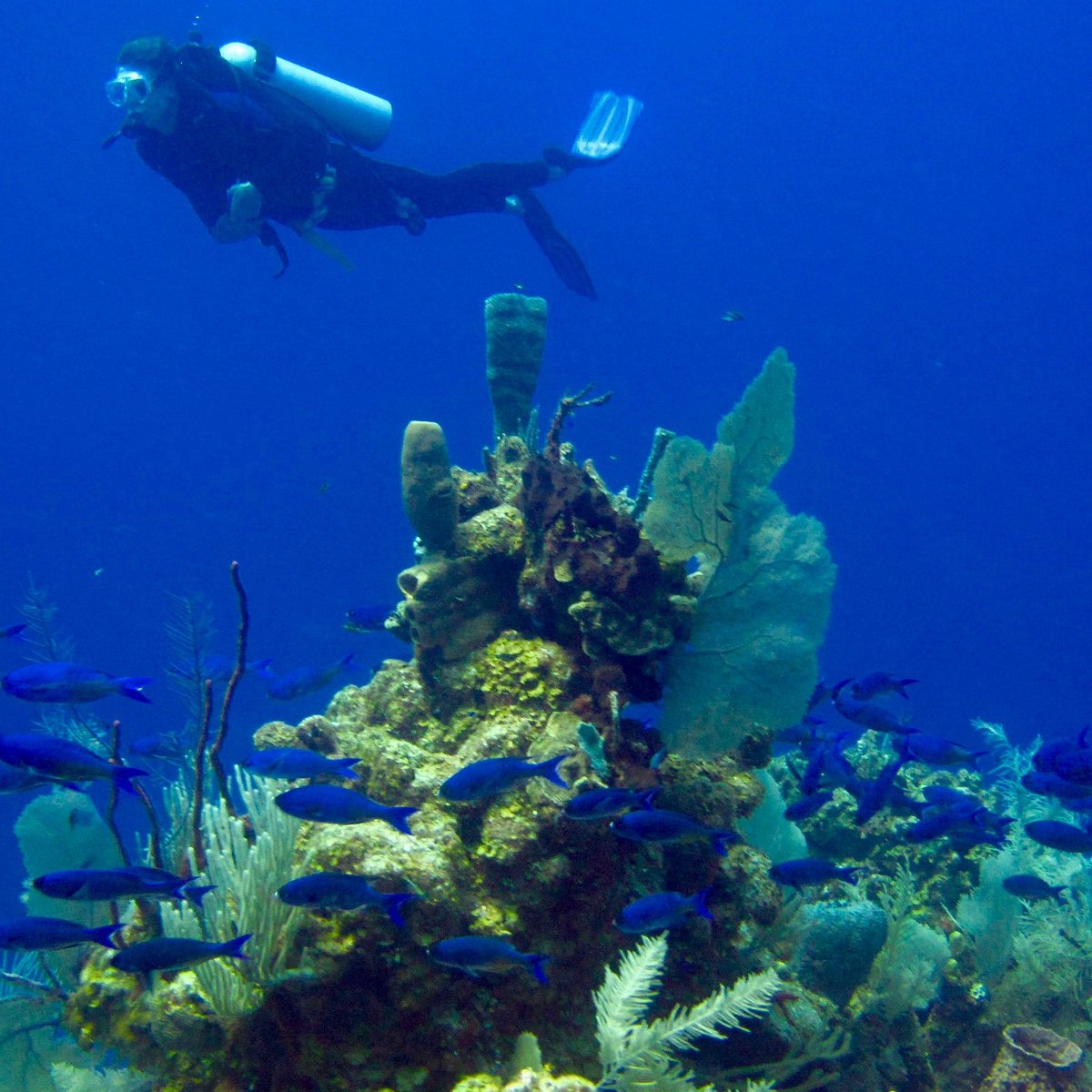 Long Caye Wall