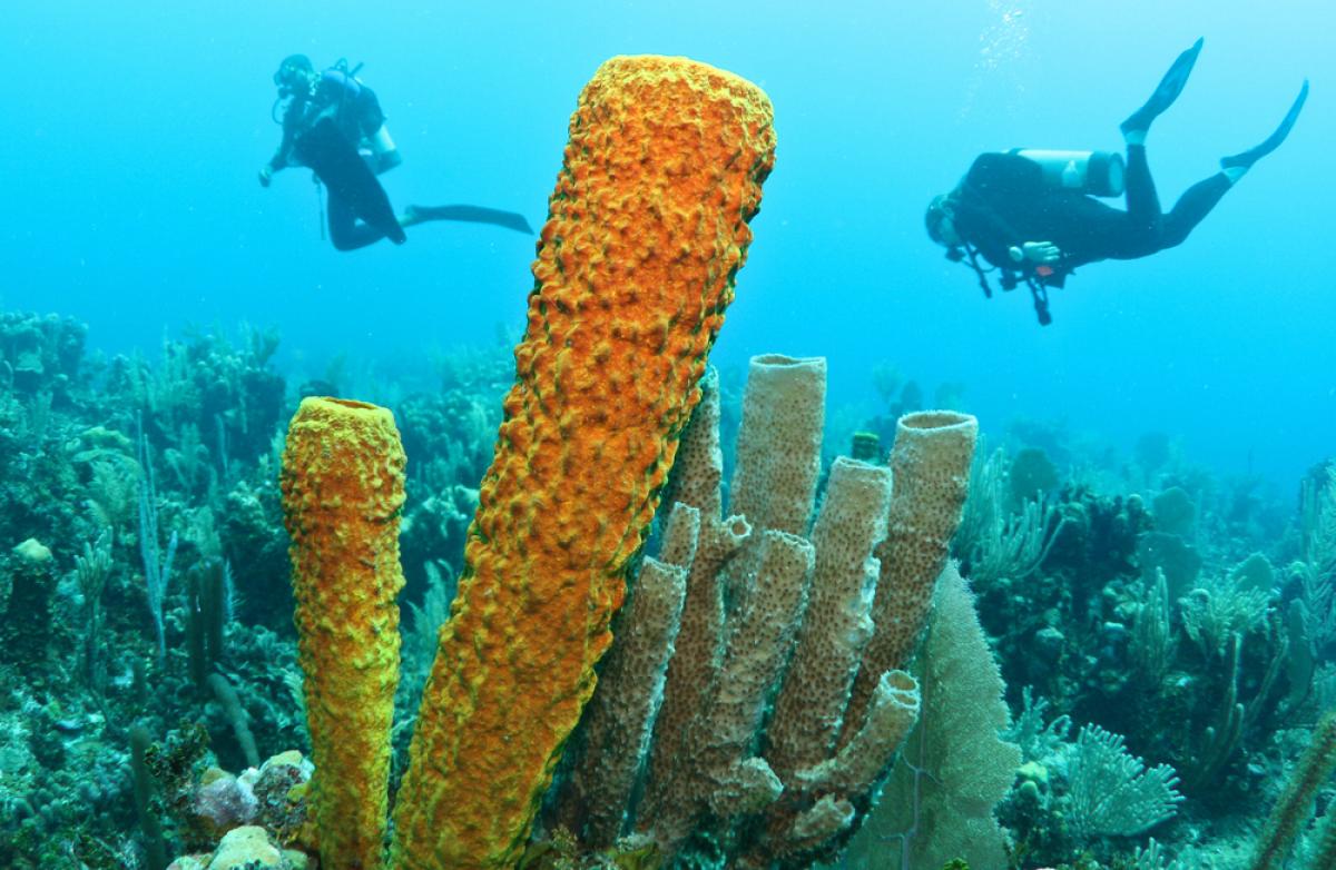 Long Caye Reef Wall