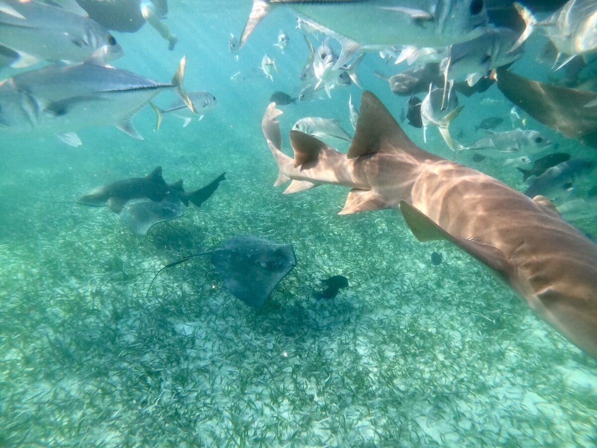 Hol Chan Marine Reserve