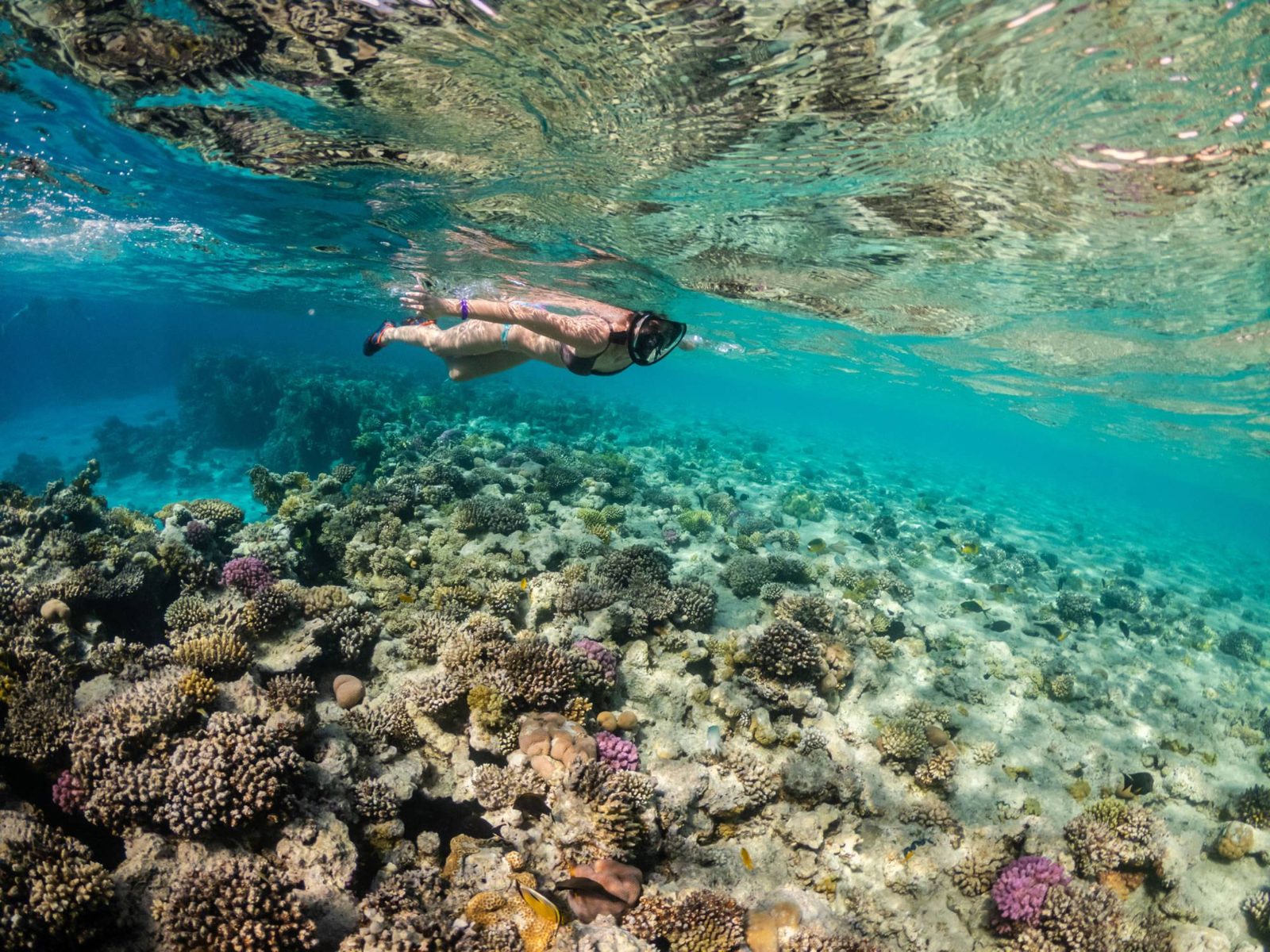 Passeio de Snorkeling de Catamarã em Culebra — Navegação no Recife e Almoço saindo de Fajardo