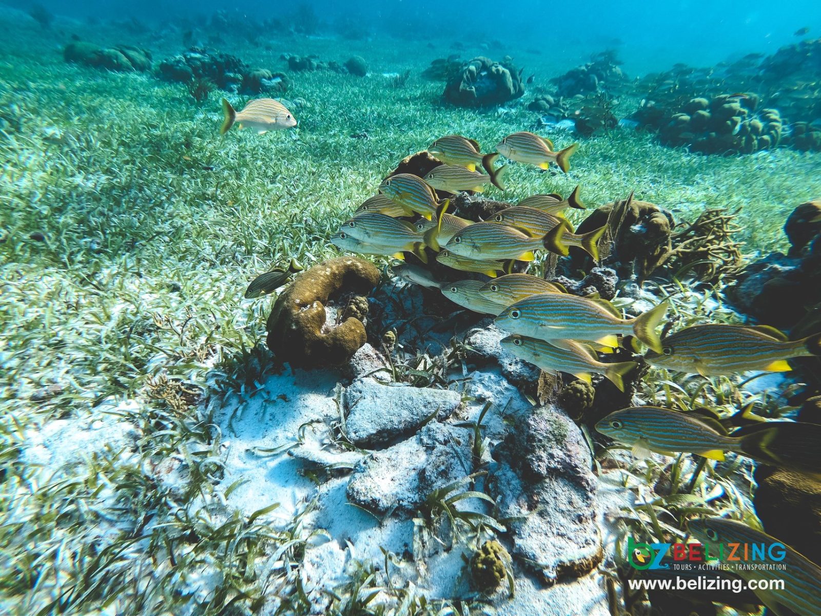 Hol Chan Marine Reserve