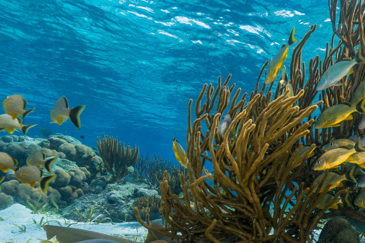 Coral Gardens (Ambergris Caye)