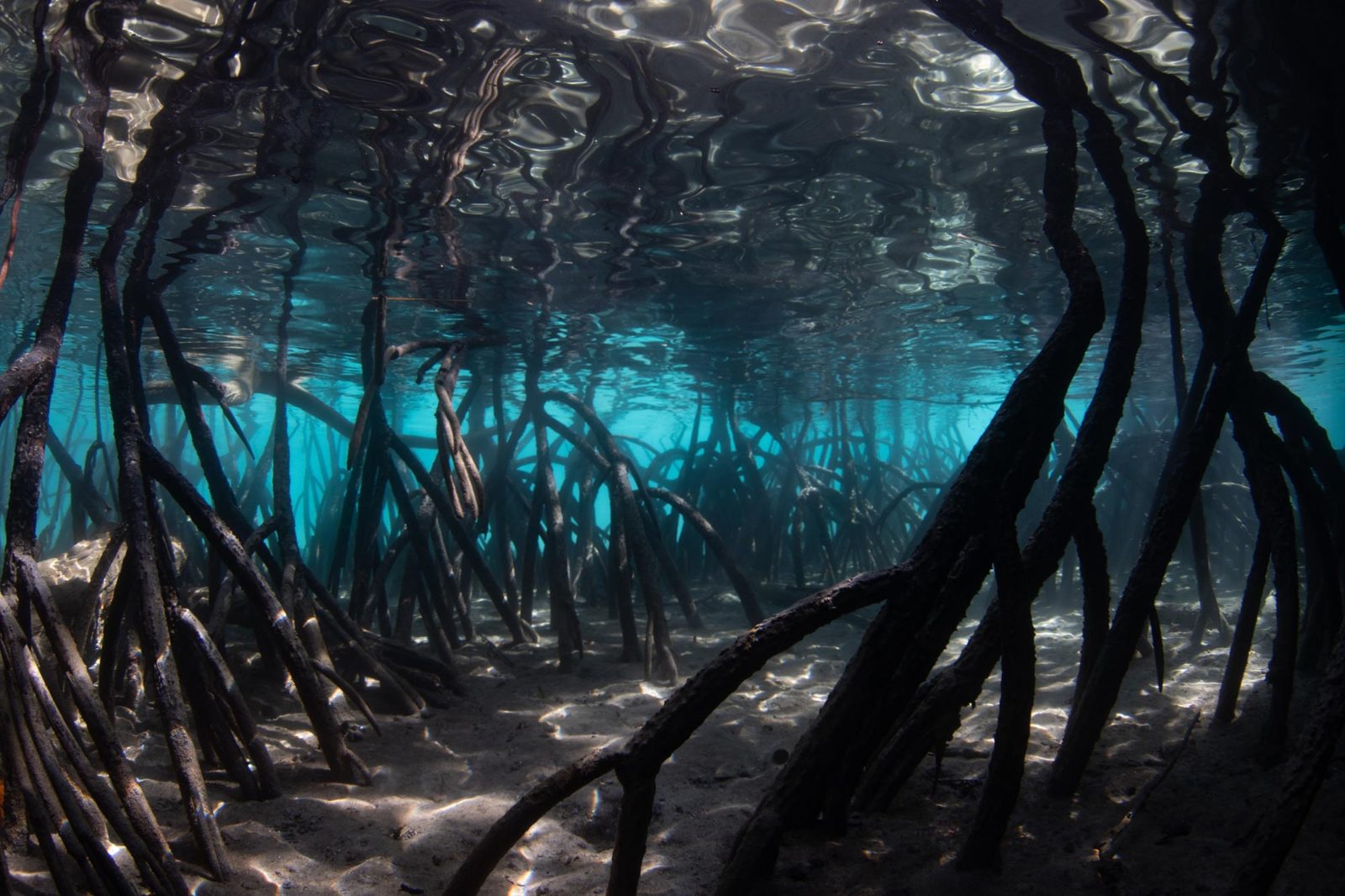 Mangroves of Zone C