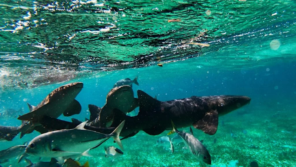Snorkeling in Belize Caye Caulker