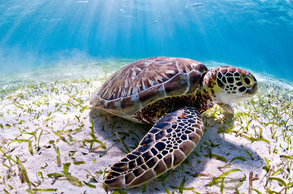 Seagrass Turtle Flats