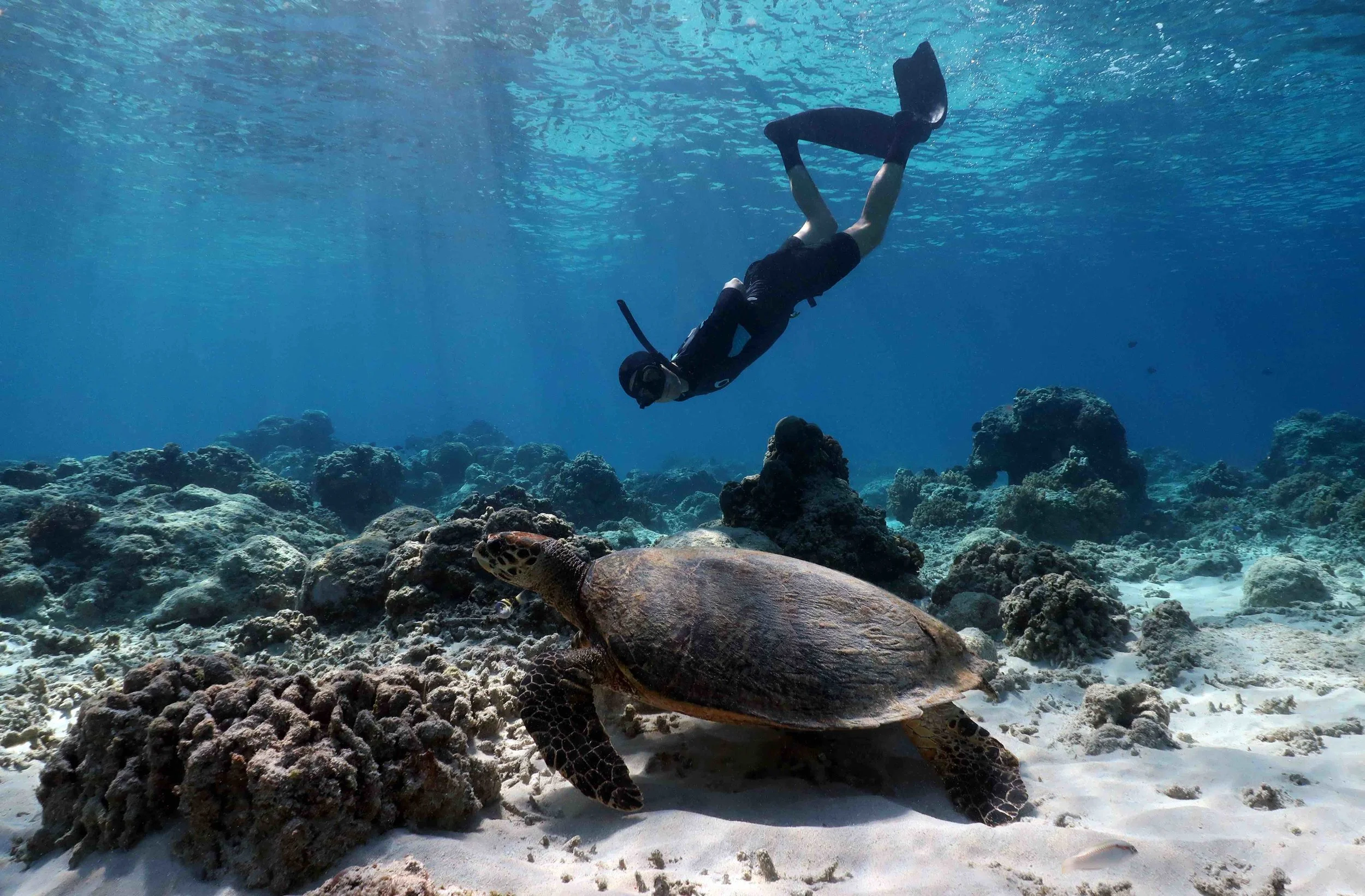 Swim With Turtles Bridgetown Barbados