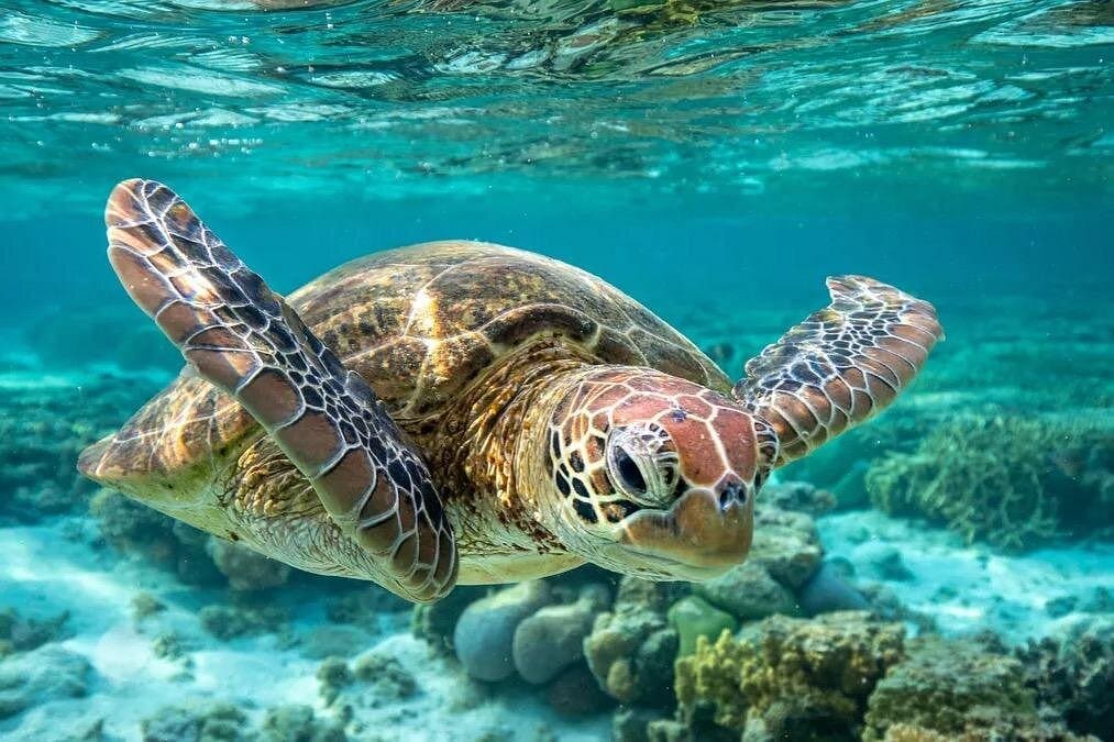 Carlisle Bay Turtle Rocks