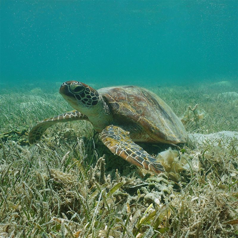 Carlisle Bay Seagrass Beds