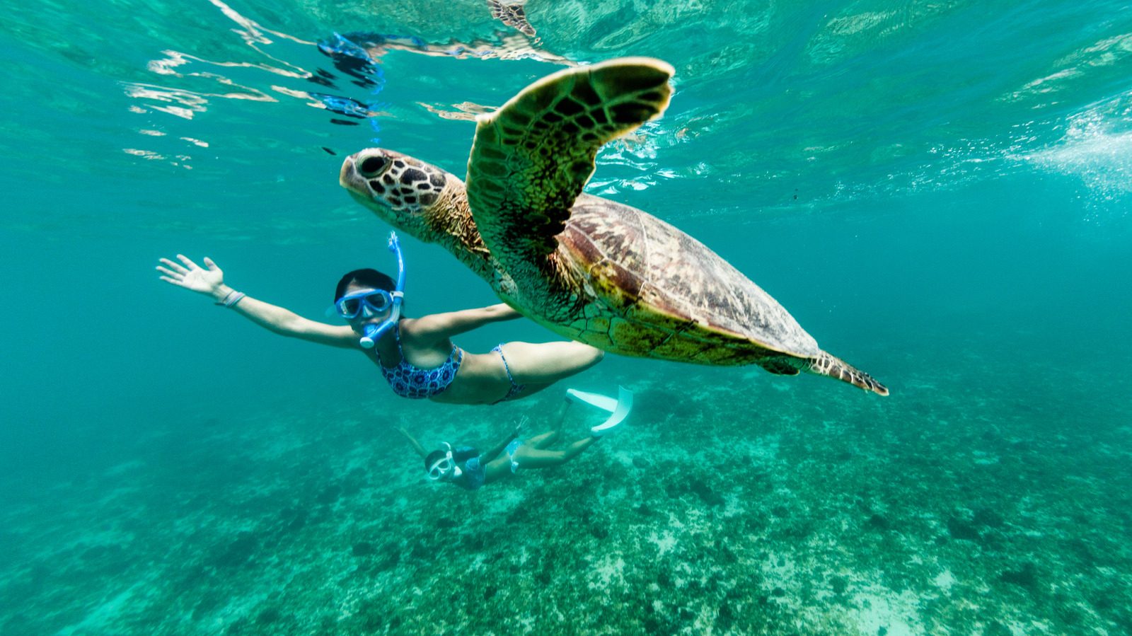 Snorkel with turtles