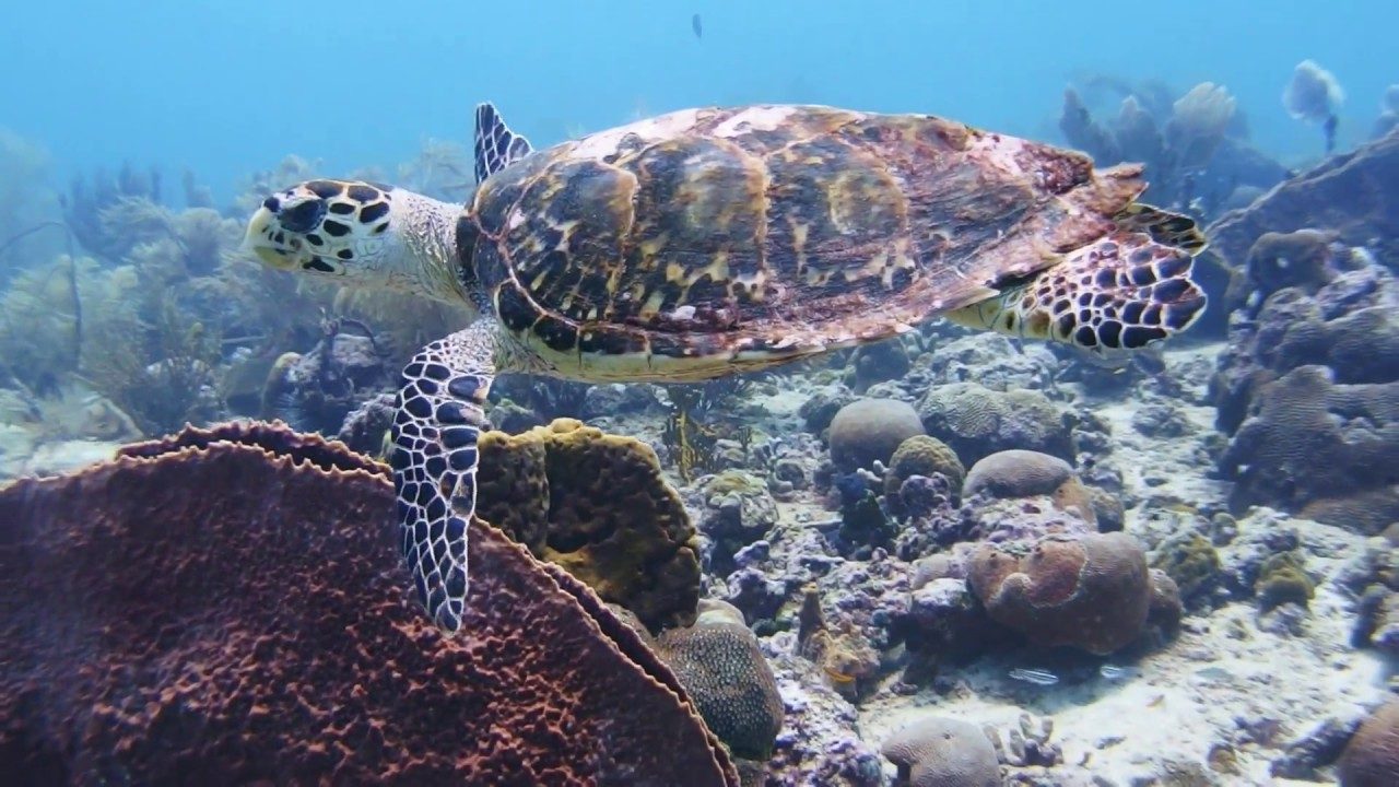 Carlisle Bay Marine Park