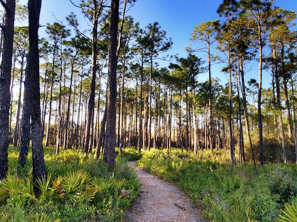 Pine Flatwoods Corridor