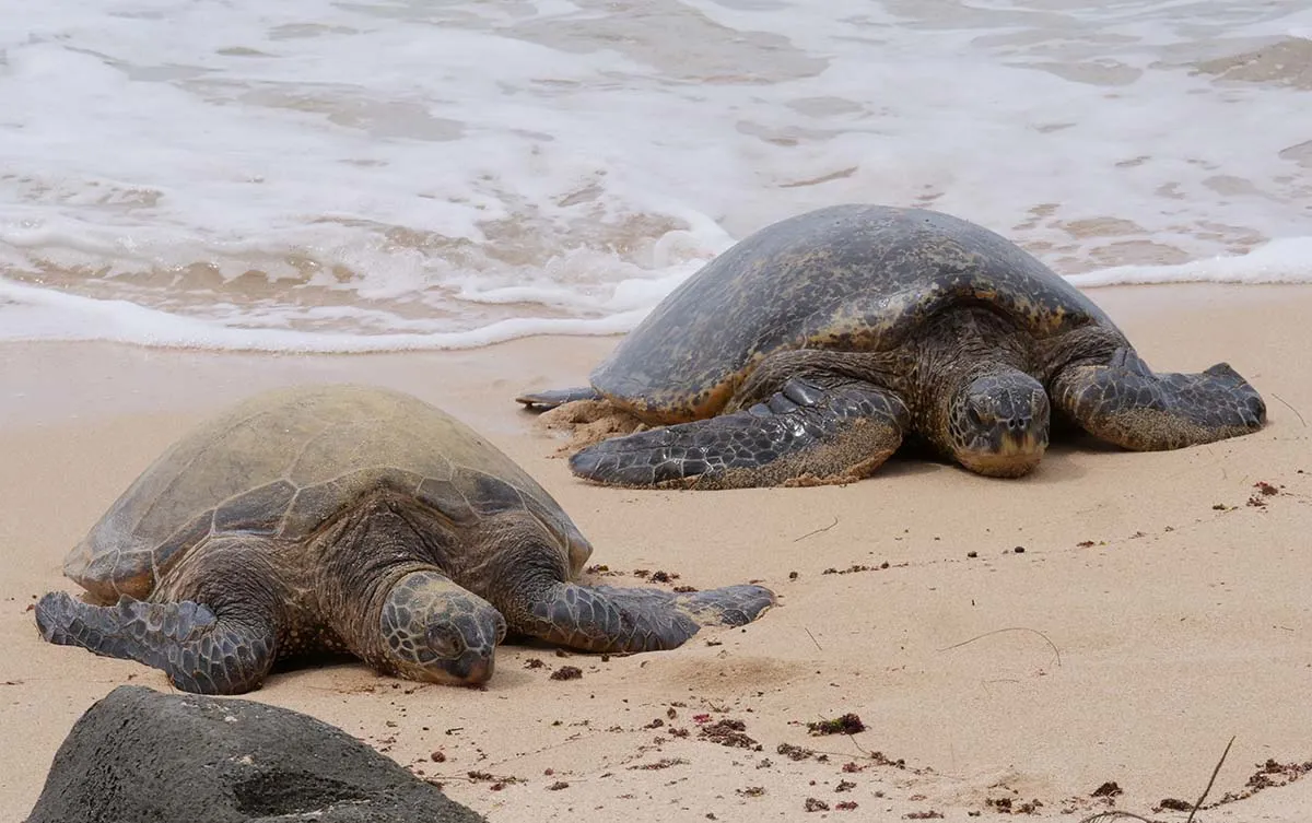 South Shore Turtle Sighting Area