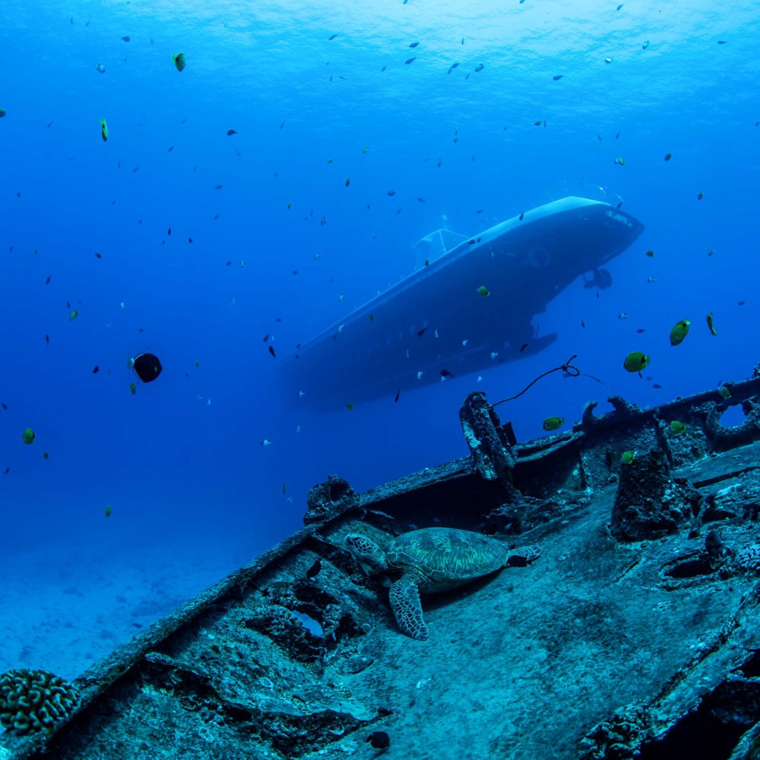Waikiki Artificial Reef Dive Site