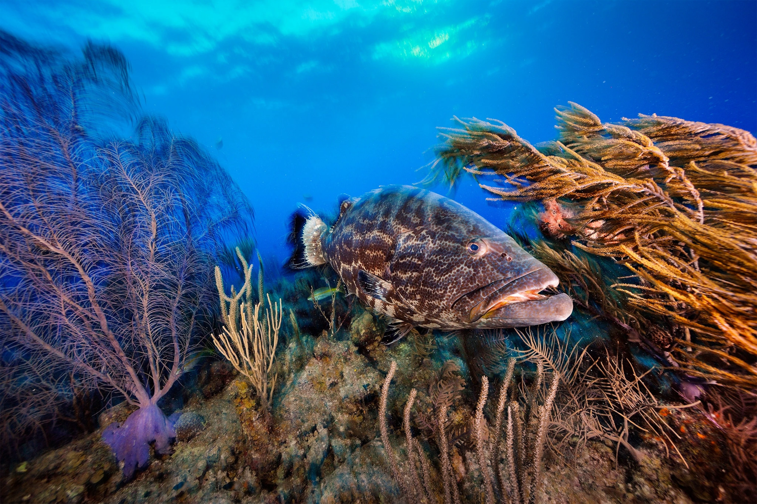 Coral Garden Zone