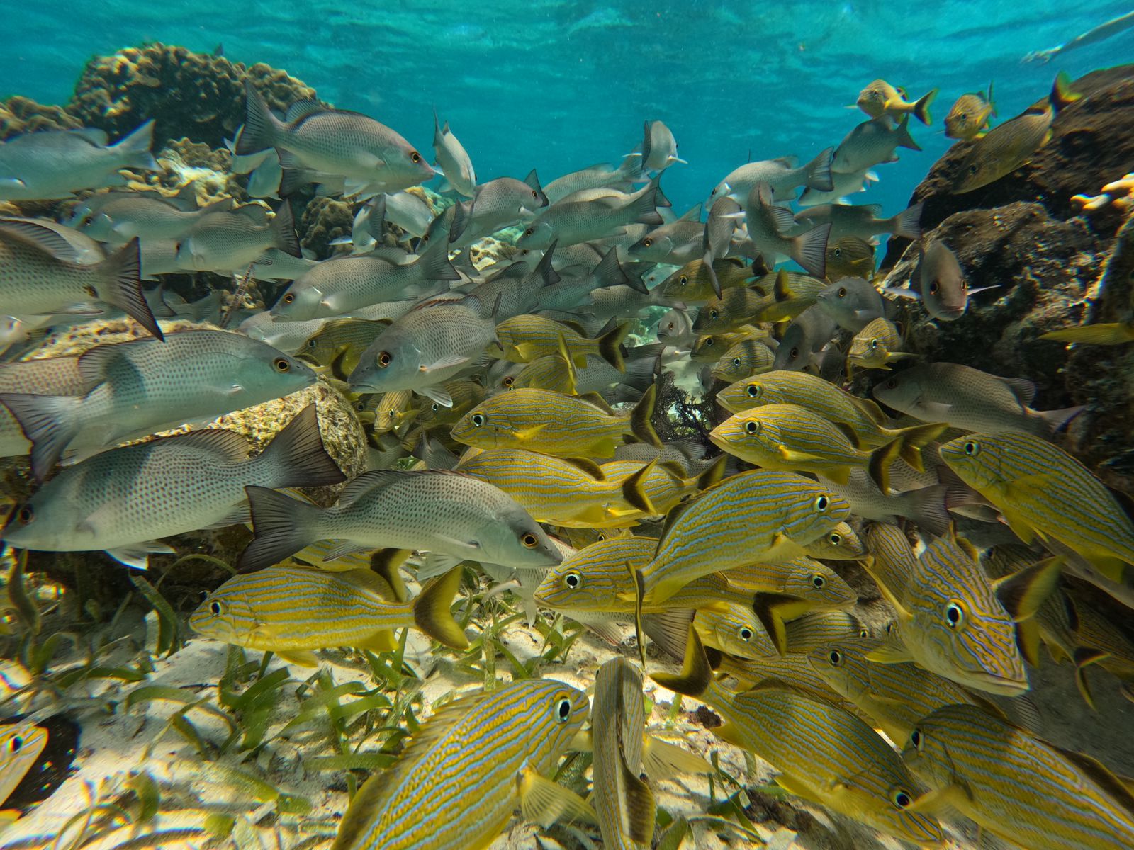 Coral Garden Zone