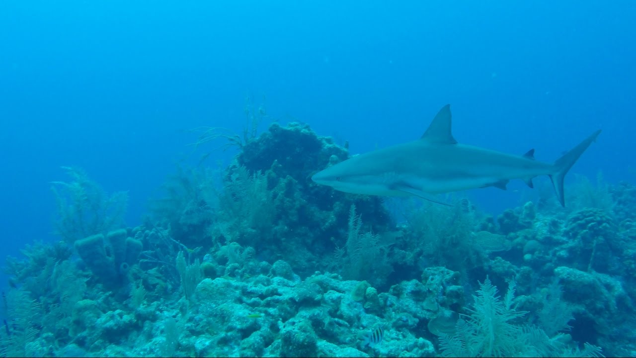Halfmoon Caye Wall Drop-off