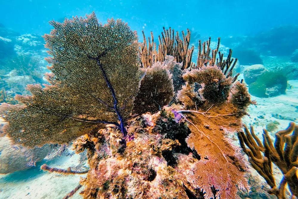 Coral Garden Zone