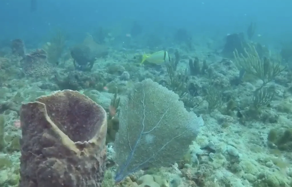 Boca Ciega Channel