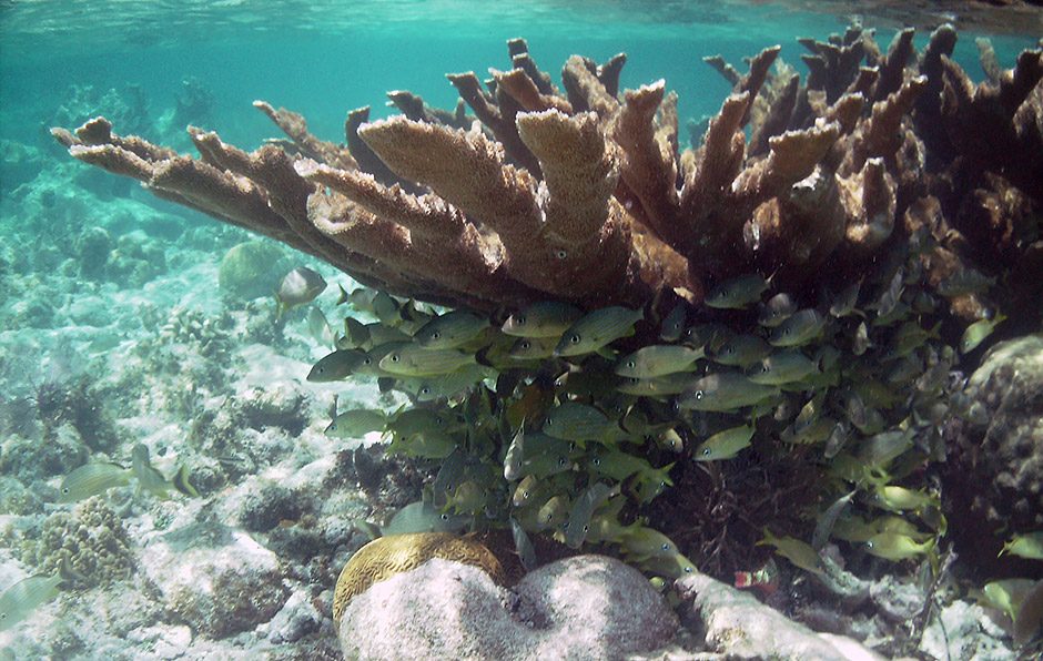 Tres Cocos Reef