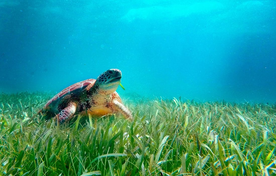 Seagrass Flats