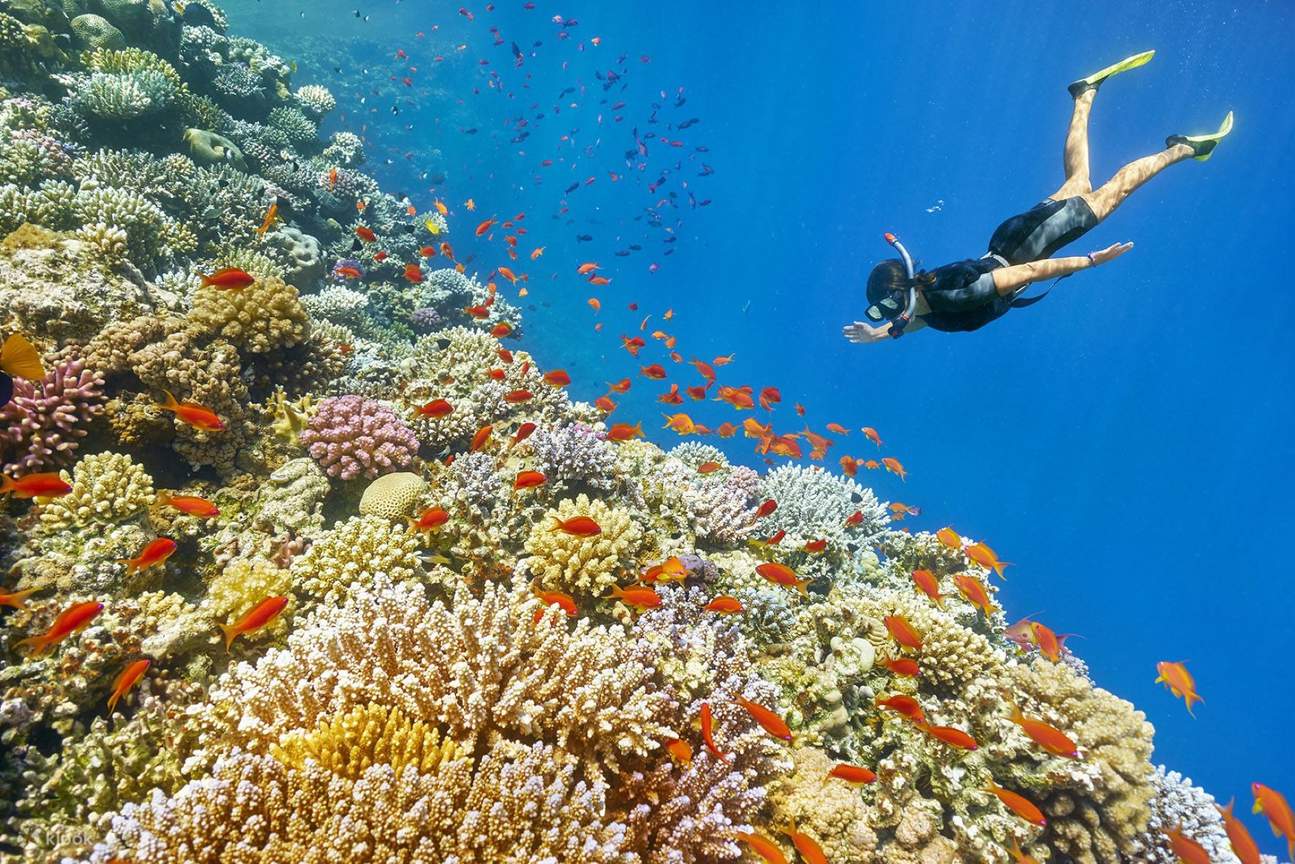 Snorkeling Tours From Placencia Belize