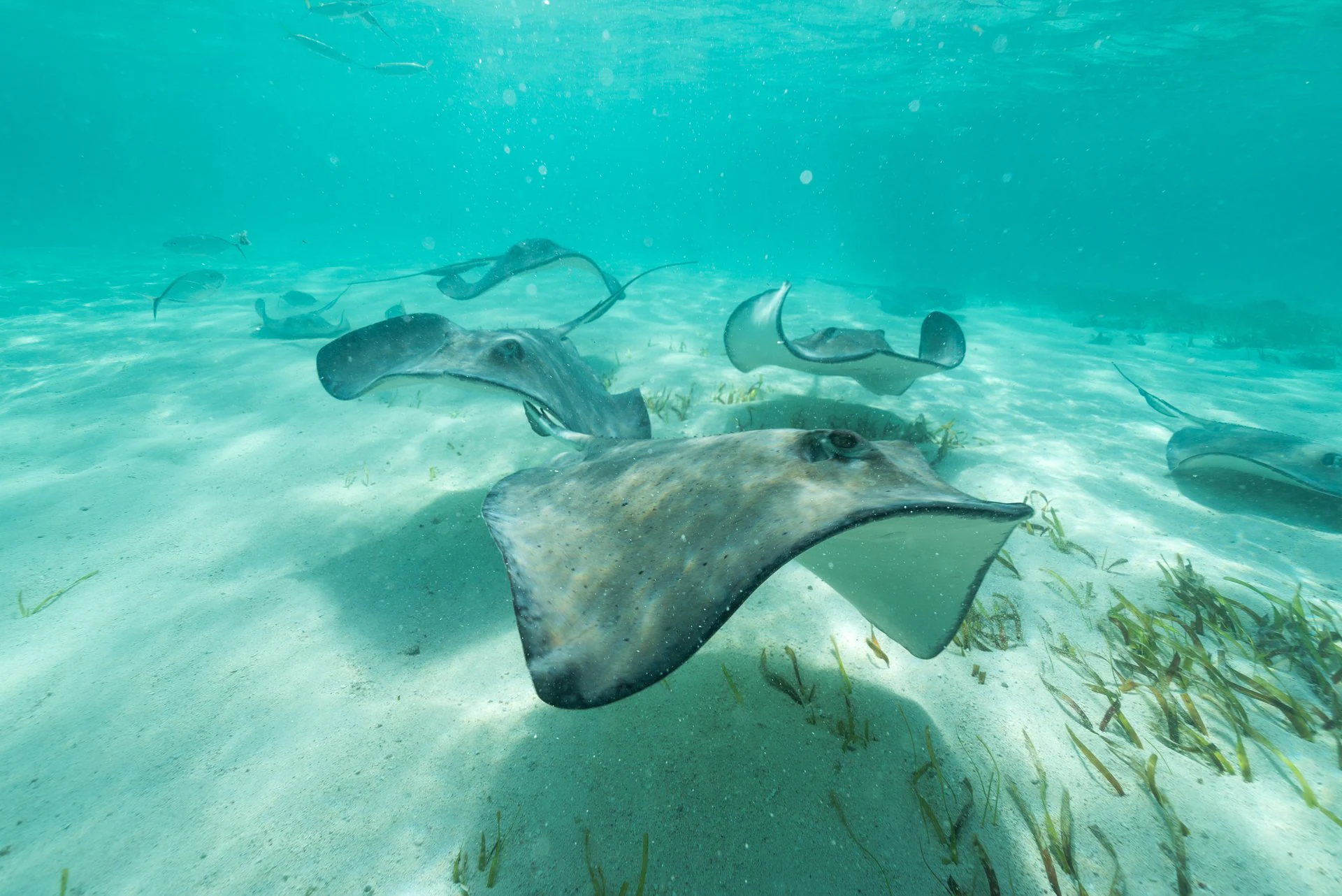 Shark Ray Alley Shallows