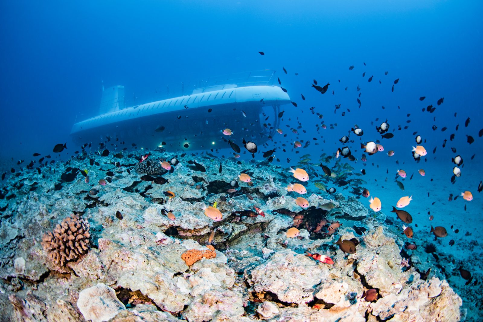 Underwater Reef Scenery