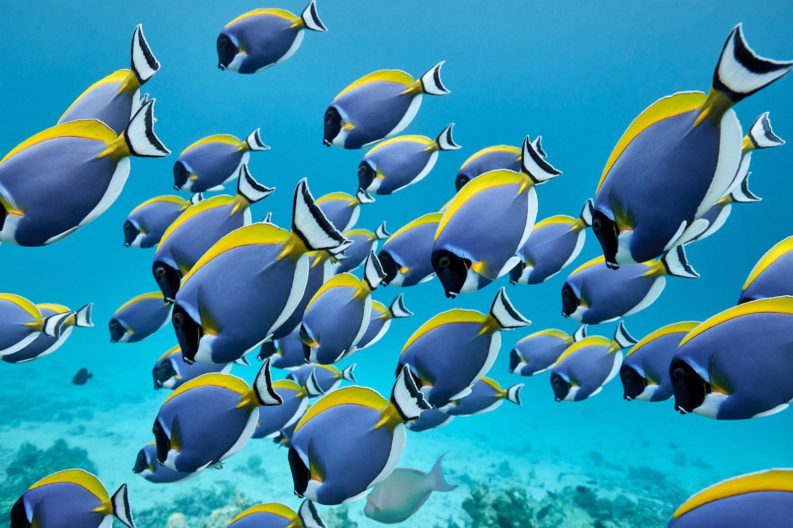 Tropical Fish Schools