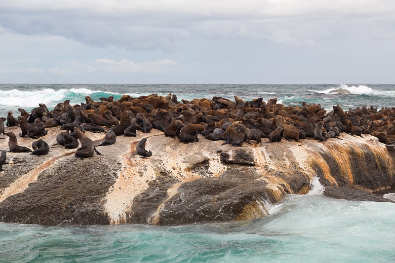 Hout Bay Boat Trips to Seal Island