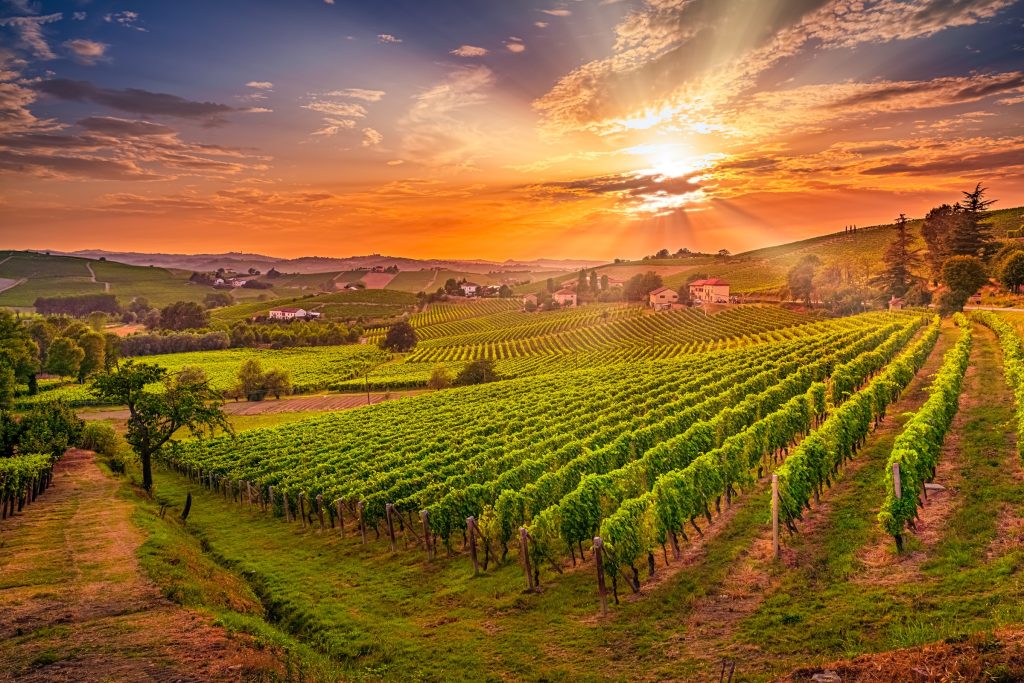 Vineyard Masterclass
