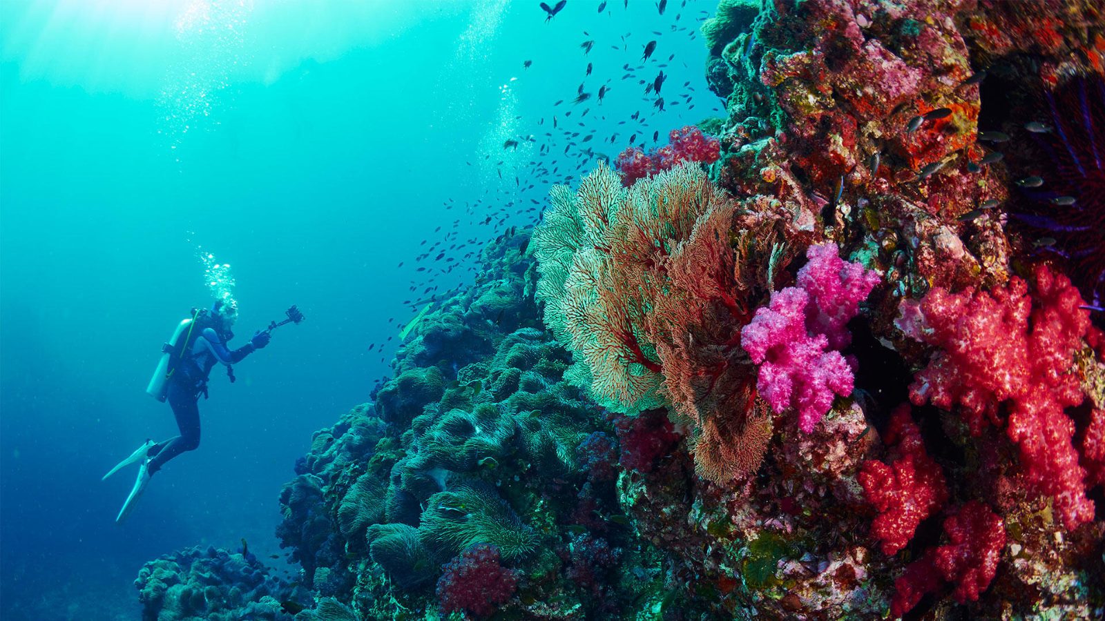 Snorkeling Phuket: Tropical Reef Discovery