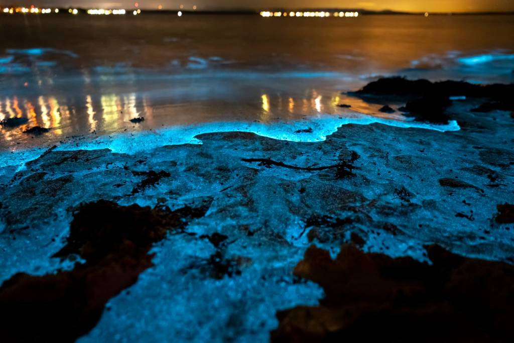 Bioluminescent Waters