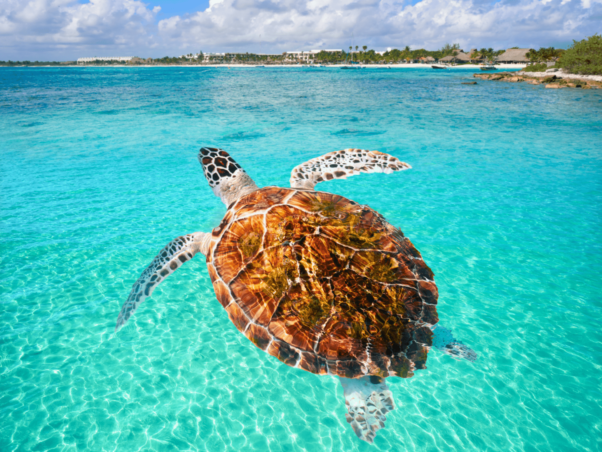 Swim With Turtles Cancun