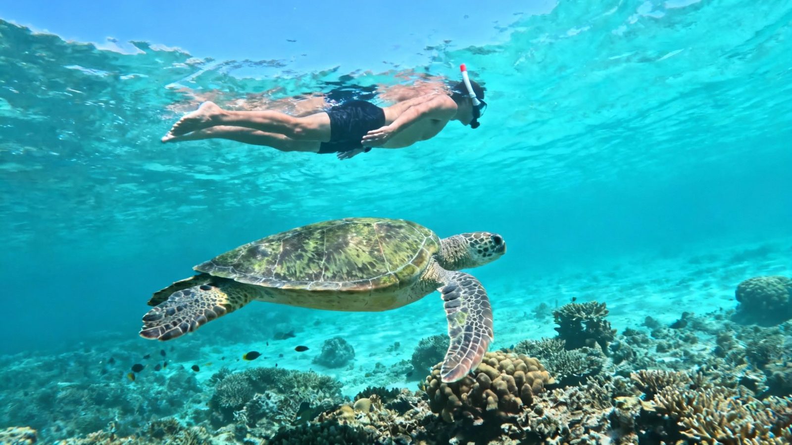 Your experience at Swim With Turtles Cancun