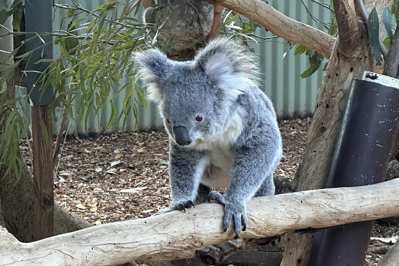 Local Wildlife