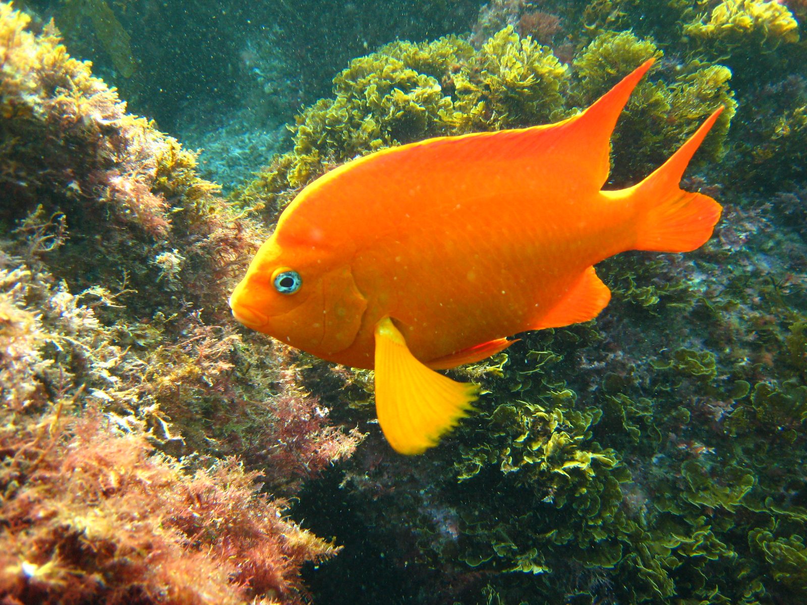 Matlahuayl State Marine Reserve